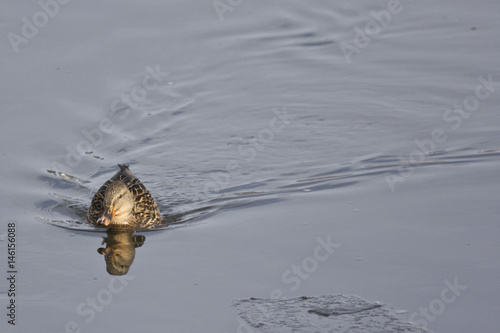 Floating duck