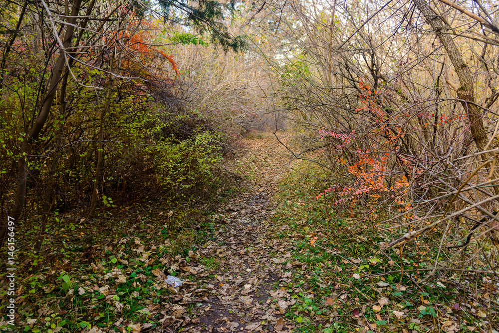 Forest in early autumn, Armenia Forest in early autumn, Armenia