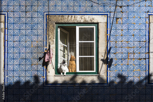 Two cats at a window in an old building in the traditional Bica neighborhood in Lisbon, Portugal