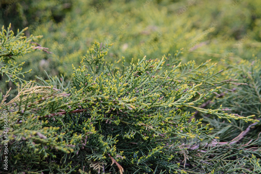 Fir-Tree Branches Background Fir-Tree Branches Background