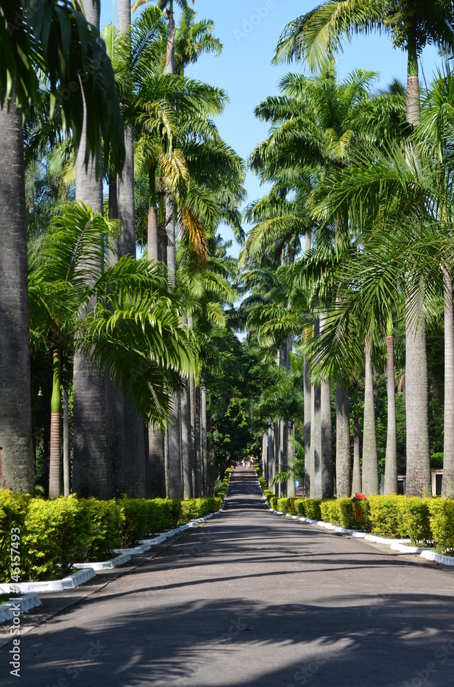 Fototapeta premium Palm tree street