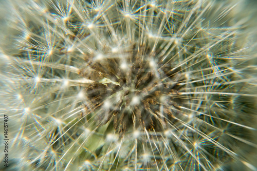 dandelion