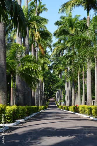 Palm tree street
