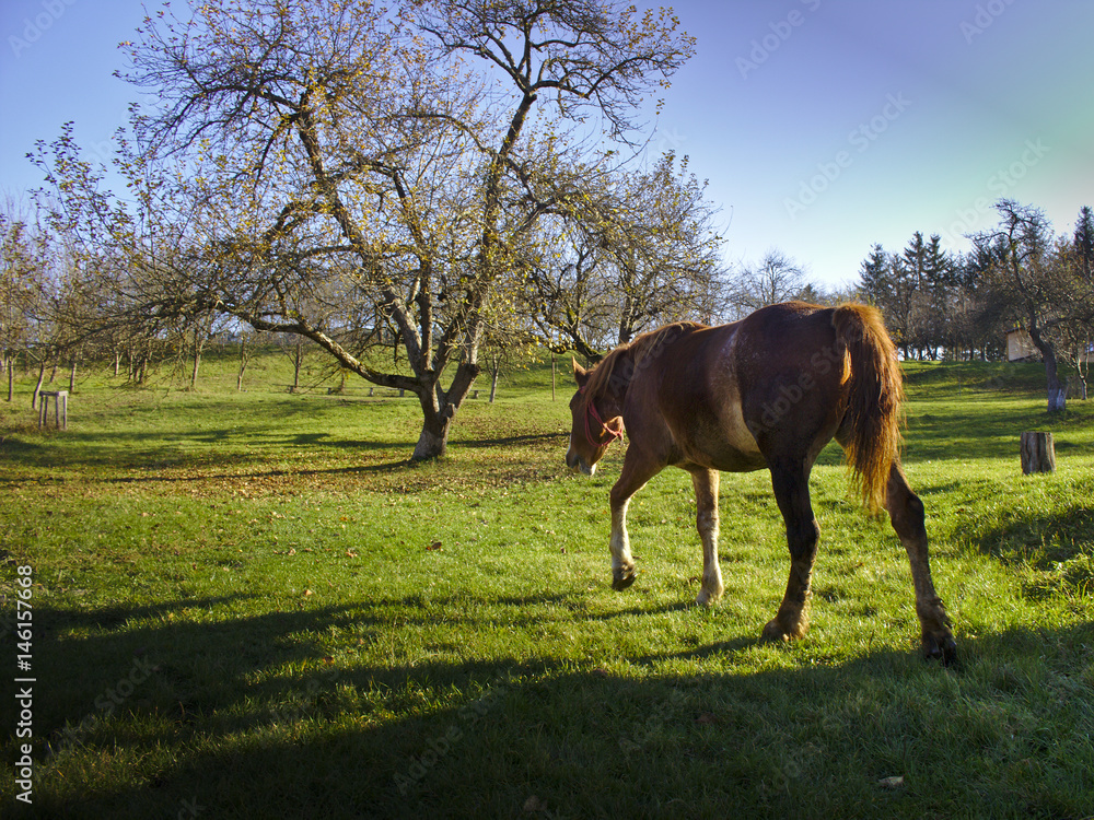 Horse walking on a meadow