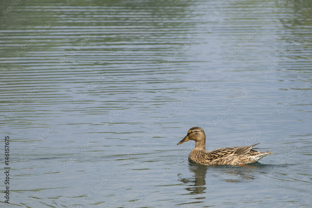 Female mallard duck Female mallard duck