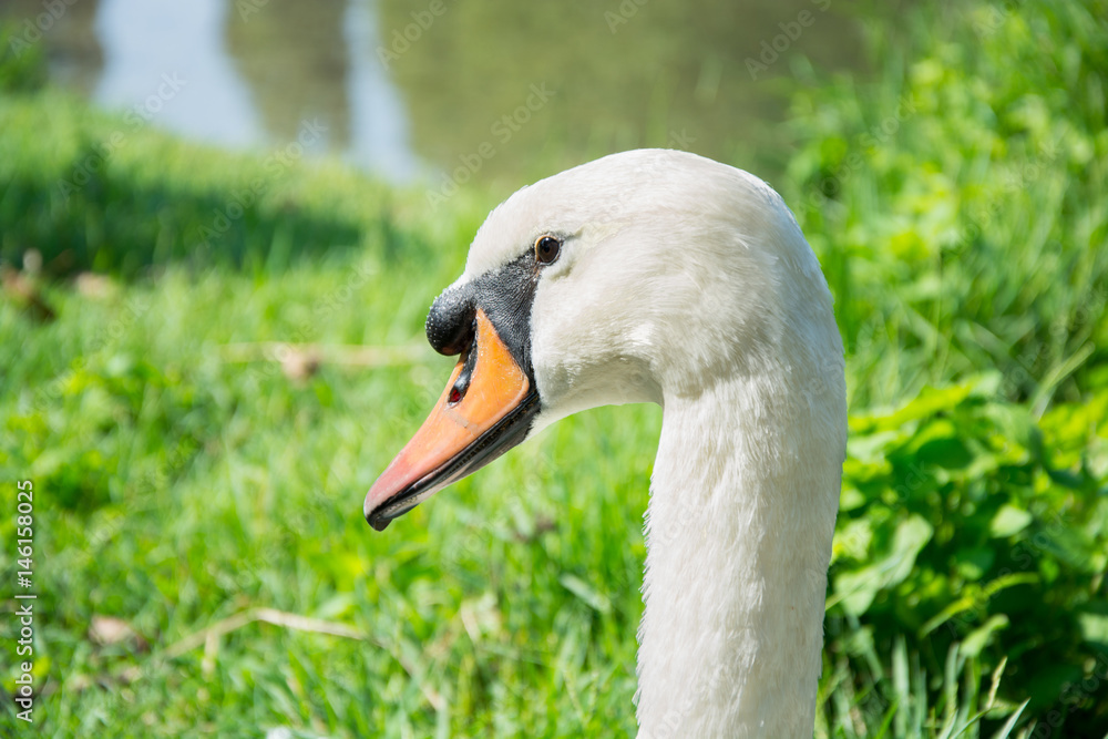 White goose portrait White goose portrait