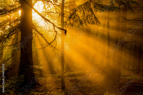 sunrise in the forest