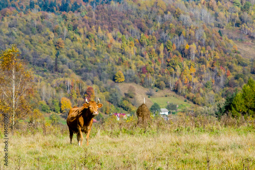 cow in the mountains