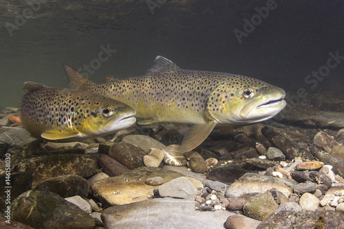 Fototapeta Brown trout (Salmo trutta) preparing for spawning in small creek