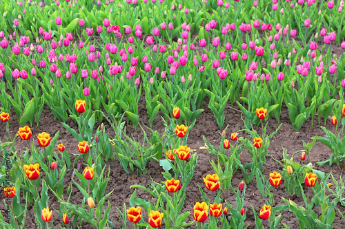 Beautiful tulips in the spring garden
