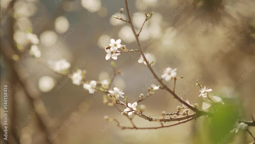 bee on Sakura. Cherry blossom on a branch. In the sun spring flower close-up bee on Sakura. Cherry blossom on a branch. In the sun spring flower close-up