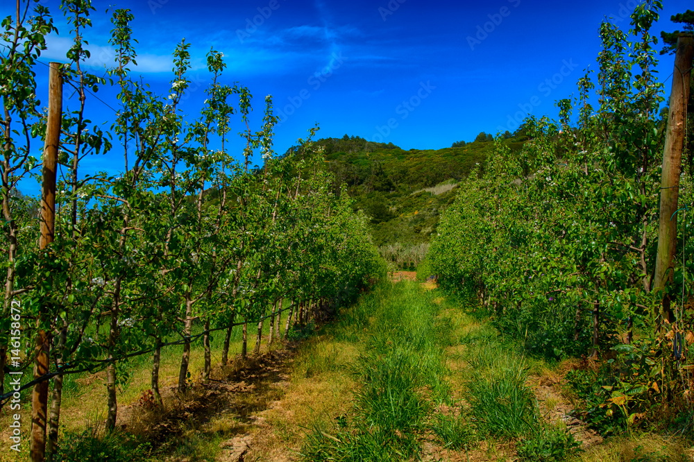 pear tree plantation