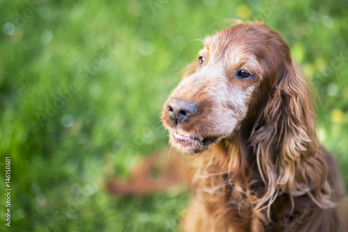 Portrait of an angry aggressive dog