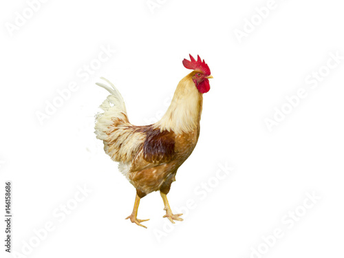 A hen chicken in white background