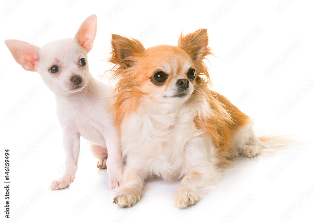 puppy and adult chihuahua