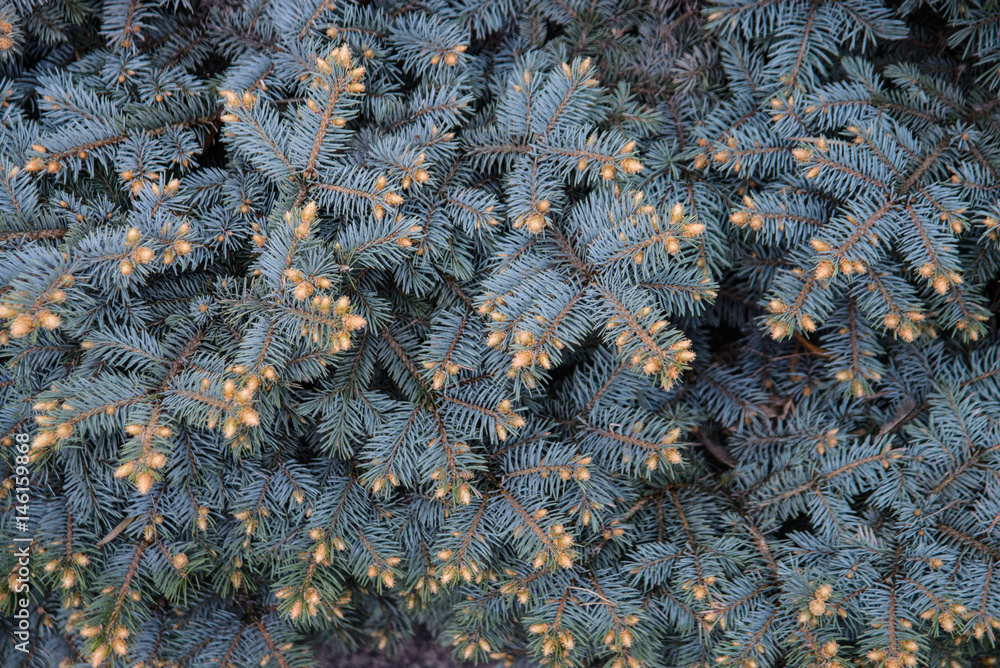 Fir-Tree Branches Background