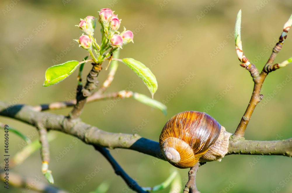 On a farm, snails creep along fruit trees. On a farm, snails creep along fruit trees.