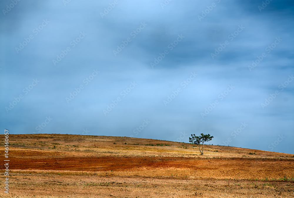 Obraz premium litle pine tree in a field