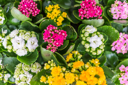 Calandiva flowers on display in pots photo