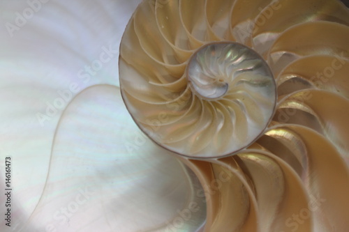 shell nautilus pearl Fibonacci sequence symmetry cross section spiral shell structure golden ratio background mollusk  nautilus pompilius  copy space half split stock  photo  photograph  image 