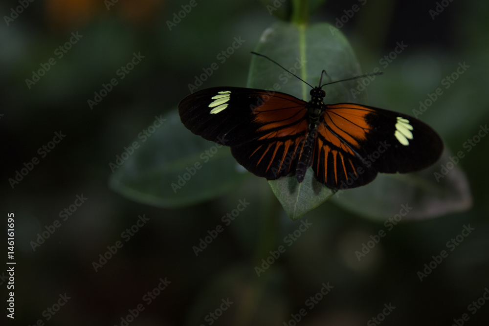 Butterfly Butterfly