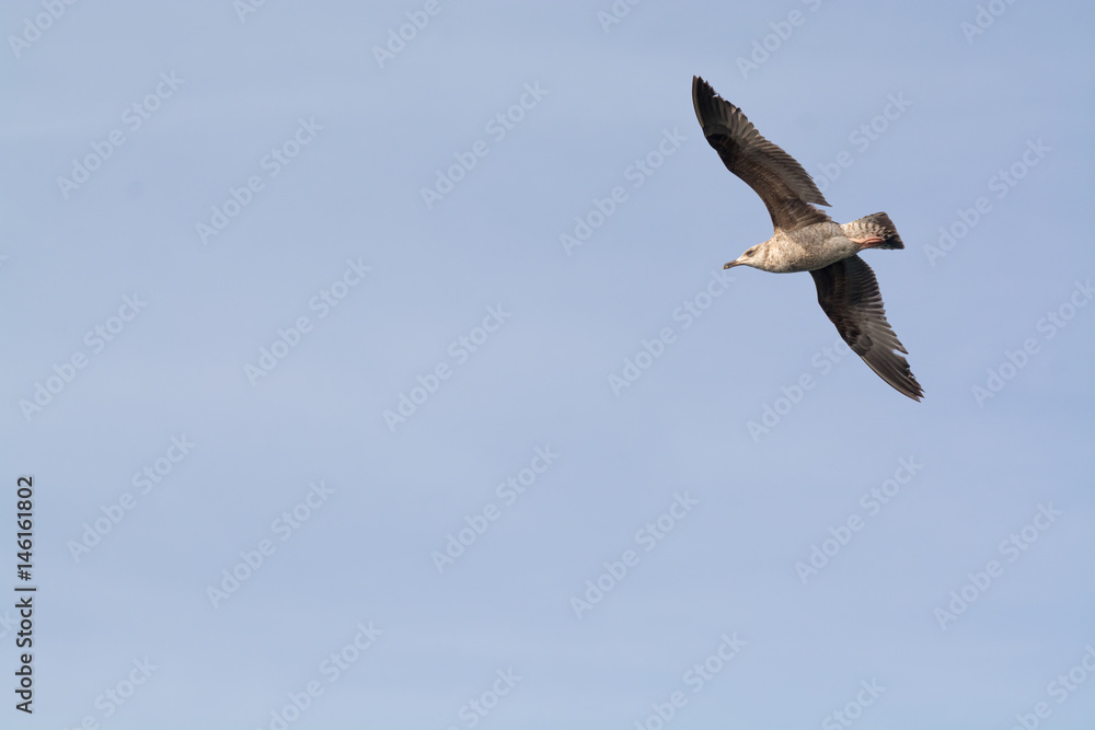 Seagul flying in blue sky