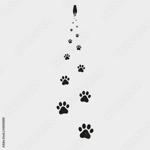 Traces of a dog on a gray background