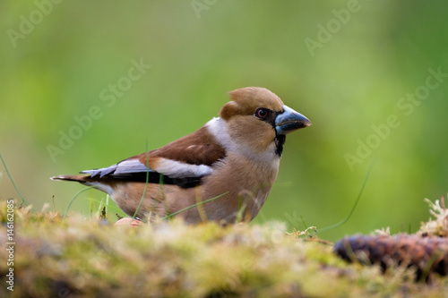 Hawfinch female