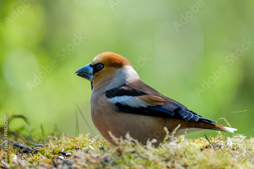 Hawfinch male