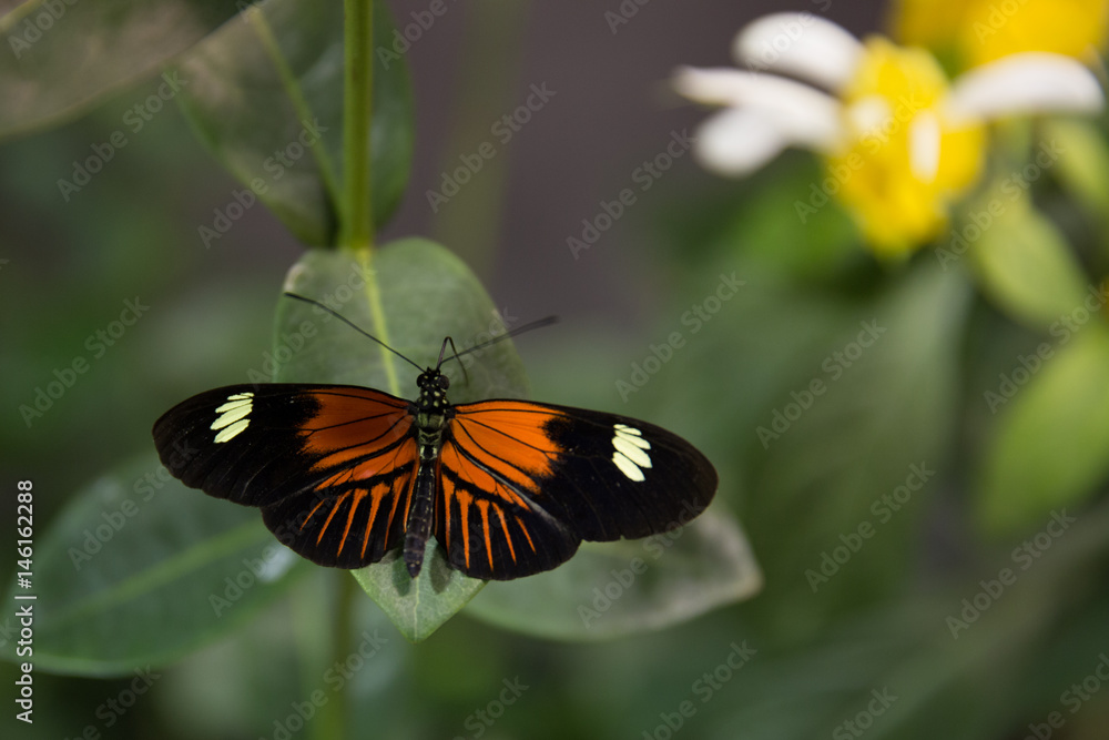 Obraz premium Butterfly