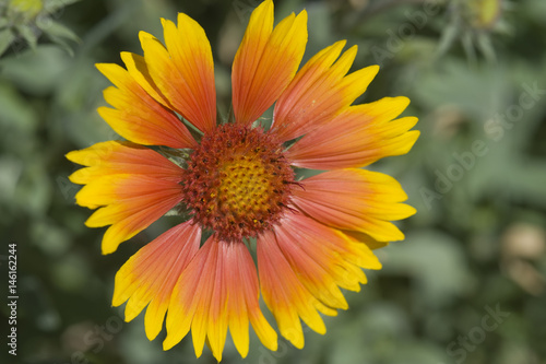 Blanket Flower  Gaillardia Grandiflora