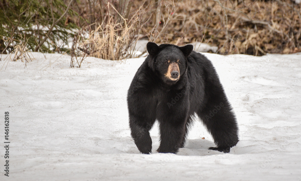 Naklejka premium Black Bear in a Snow Field
