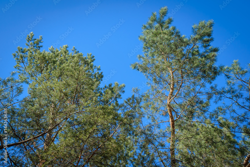 The branches of the pine trees against the sky
