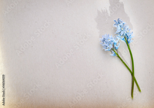 Beautiful photo greeting with blue small flowers on a background of white paper