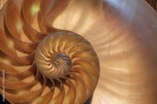 nautilus shell cross section spiral symmetry Fibonacci half golden ratio structure growth close up back lit mother of pearl close up ( pompilius nautilus )
