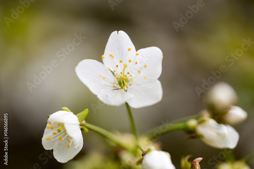 Cherry blossom in spring for background.