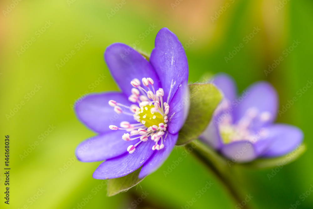 Closeup of Anemone hepatica (Hepatica nobilis) in forest with green leaves and another Anemone hepatica on background Closeup of Anemone hepatica (Hepatica nobilis) in forest with green leaves and another Anemone hepatica on background