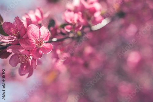 Colorful spring flowers © RyanTangPhoto