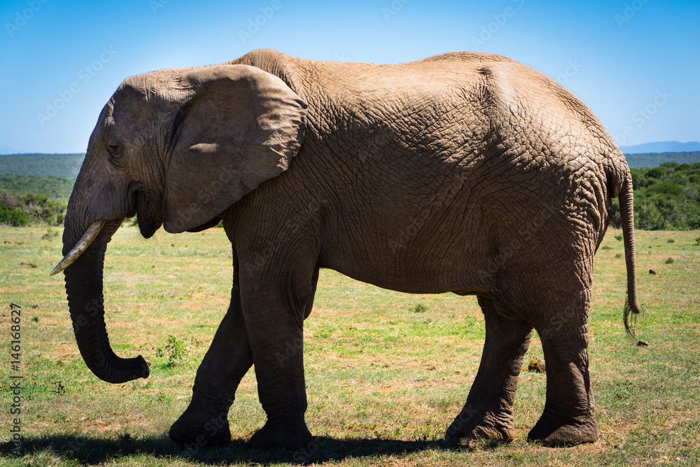 Obraz premium Elefant auf einem Spaziergang