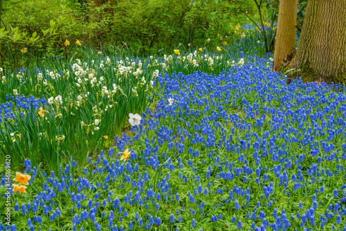 Blue grape hyacinths in Keukenhof park, Lisse, Holland, Netherlands. photo