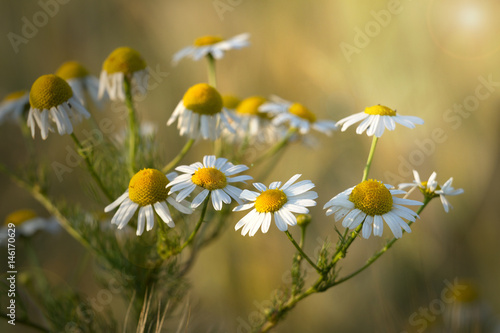 Camomile in the meadow