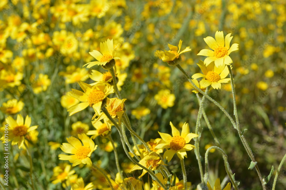 Yellow Wildflowers Yellow Wildflowers