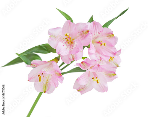 Peruvian Lily Flower