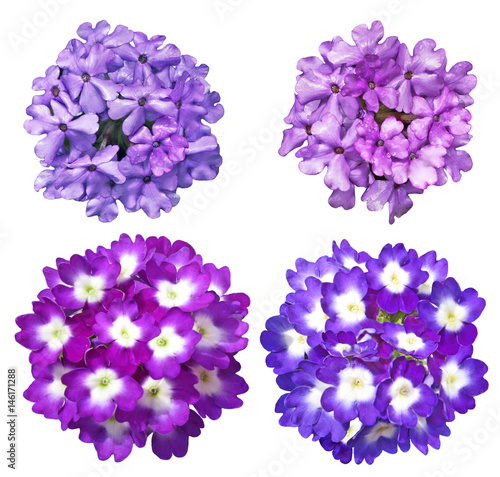 Verbena Flower set