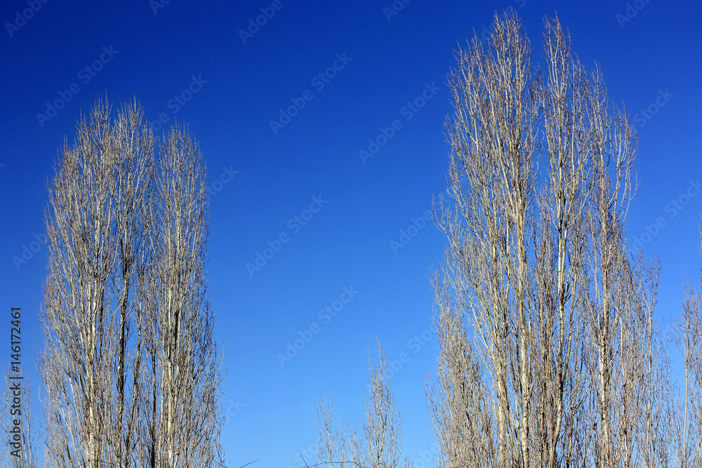 Two barren tree with blue sky at winter Two barren tree with blue sky at winter