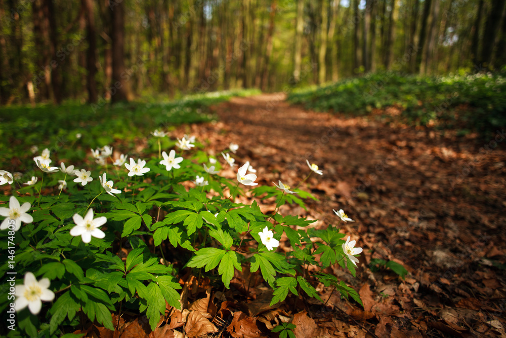 Path way in blossoming spring forest, nature background Path way in blossoming spring forest, nature background