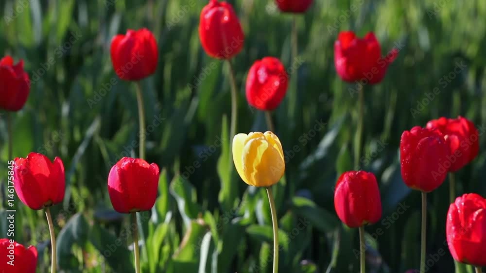 One yellow tulip flower in the midst of a lot of red flowers One yellow tulip flower in the midst of a lot of red flowers