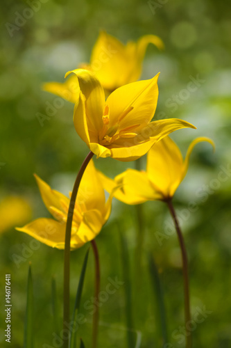 Fototapeta Naklejka Na Ścianę i Meble -  Gelbe Wilde Tulpe - Tulipa sylvestris - im Gegenliicht