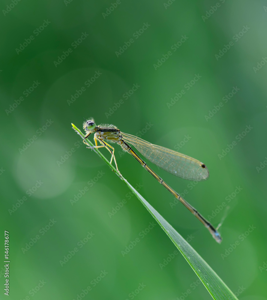Damselflies stay on the green grass Damselflies stay on the green grass