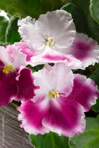 beautiful white with pink variety of African violets  Saintpaulia ionantha  close-up   